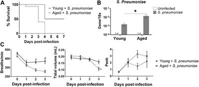 Age-Related Intestinal Dysbiosis and Enrichment of Gut-specific Bacteria in the Lung Are Associated With Increased Susceptibility to Streptococcus pneumoniae Infection in Mice